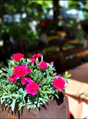 Oregano Grillhausa Hannover